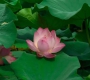 Ļ