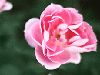 aq01223.gif