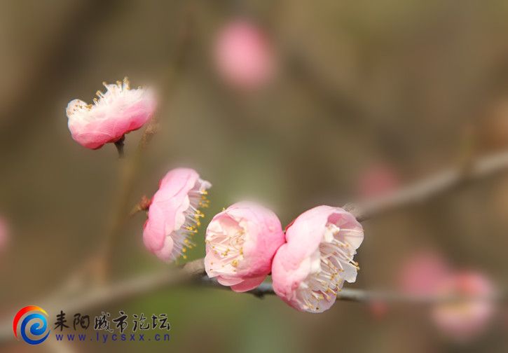 IMG_8510_.jpg