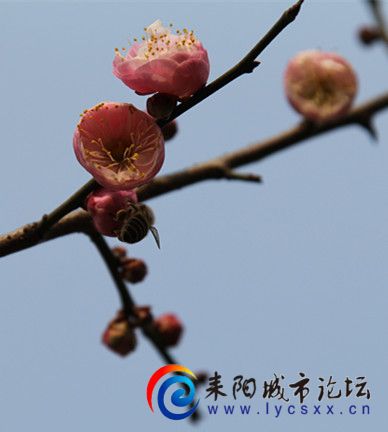 IMG_8504_.jpg