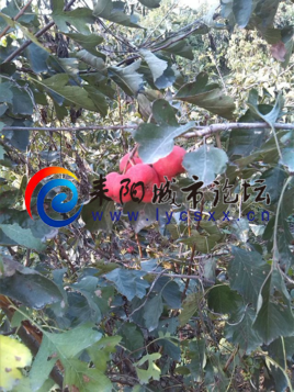 ɽ.png