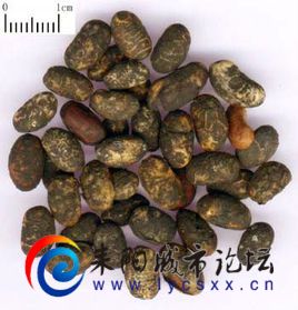 淡豆豉.jpg