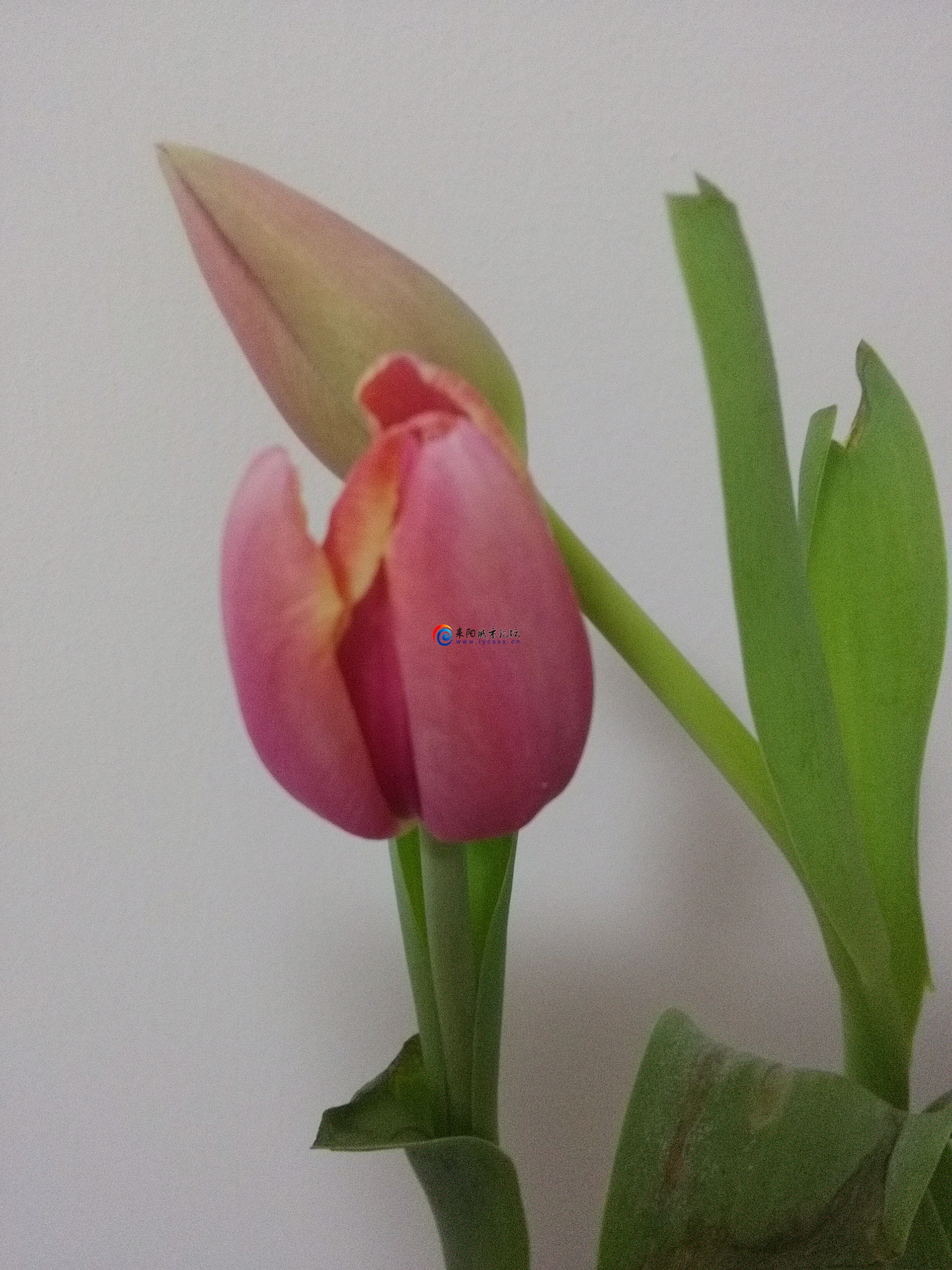 microMsg.1455239639941.jpg