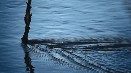 mmexport1455939798888.gif
