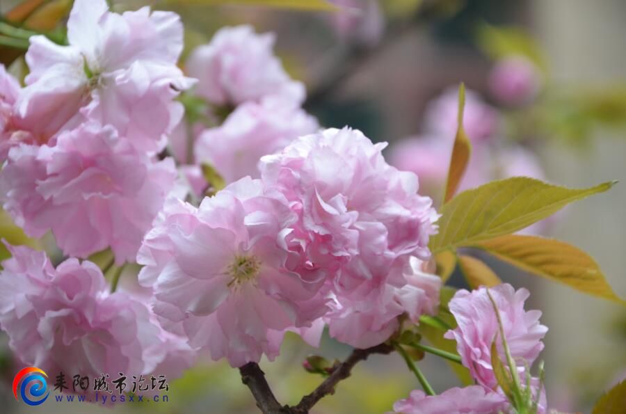 ȽƷҶĺ컨 ǻԣʦ