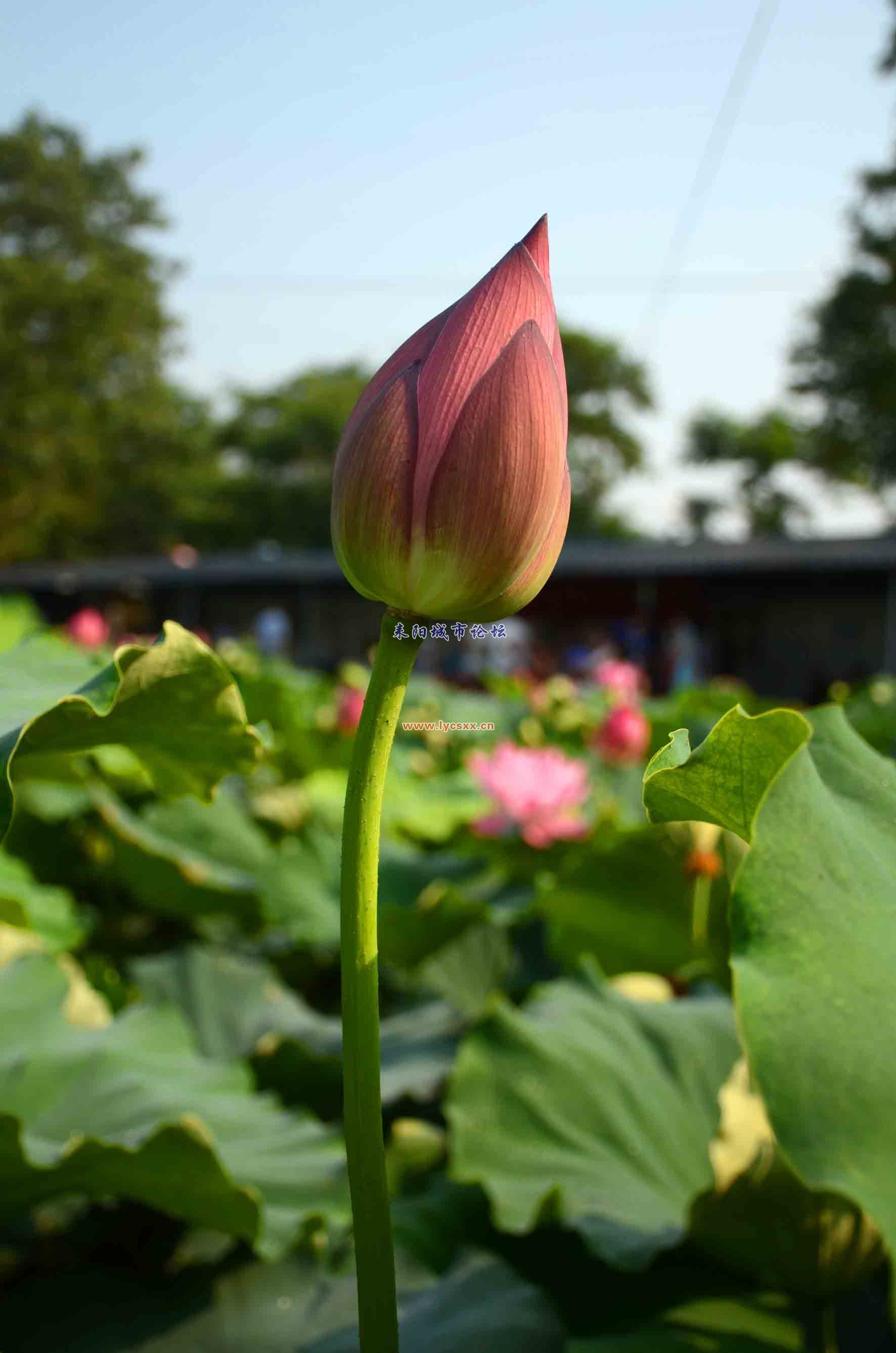 DSC_3867.JPG