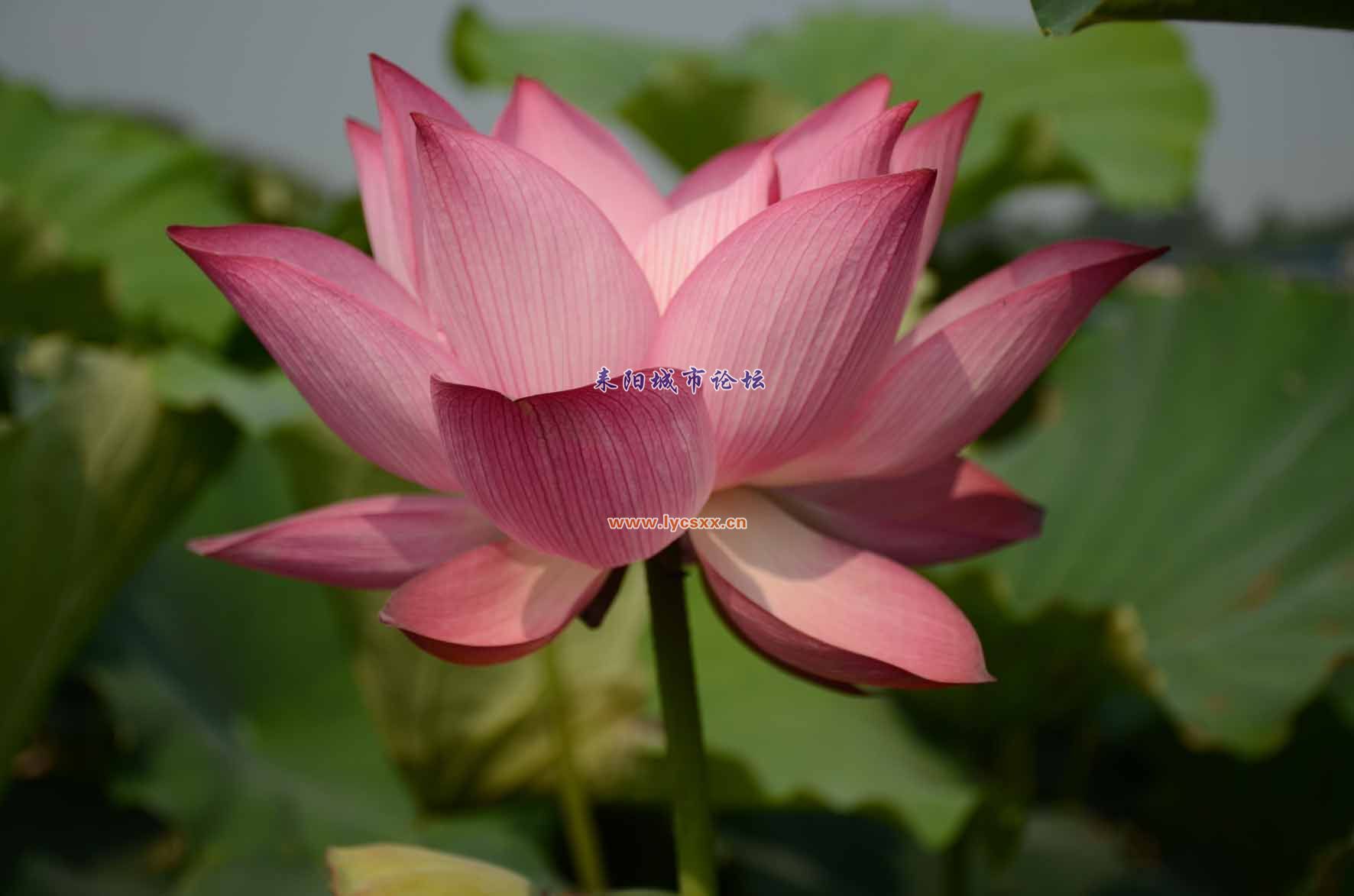 DSC_3902.JPG