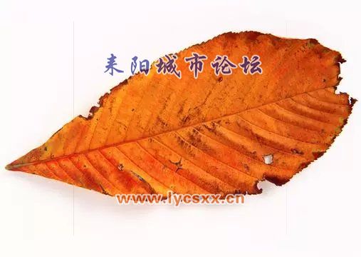 psbCAO98032.jpg