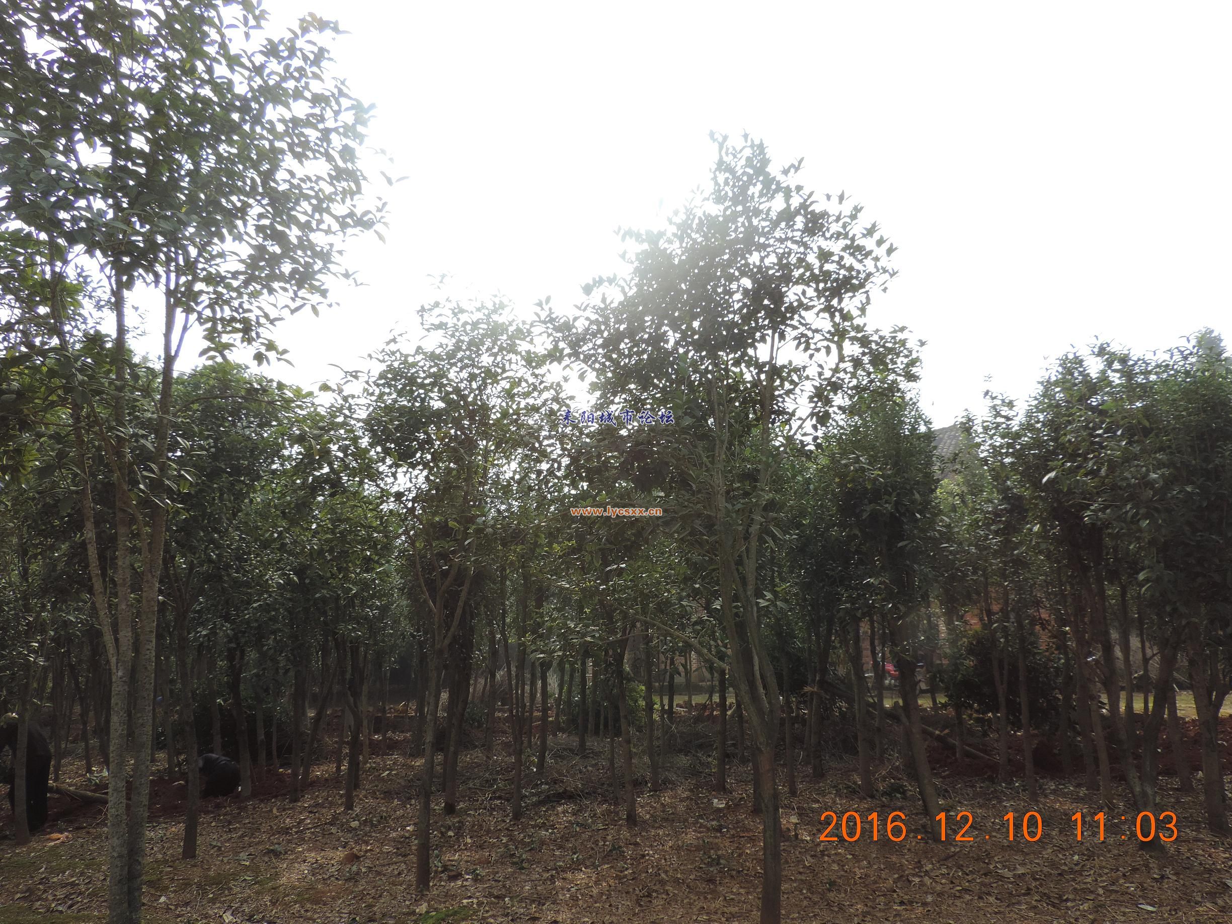 DSCN7846.JPG