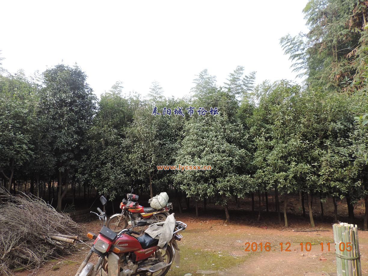 DSCN7850.JPG