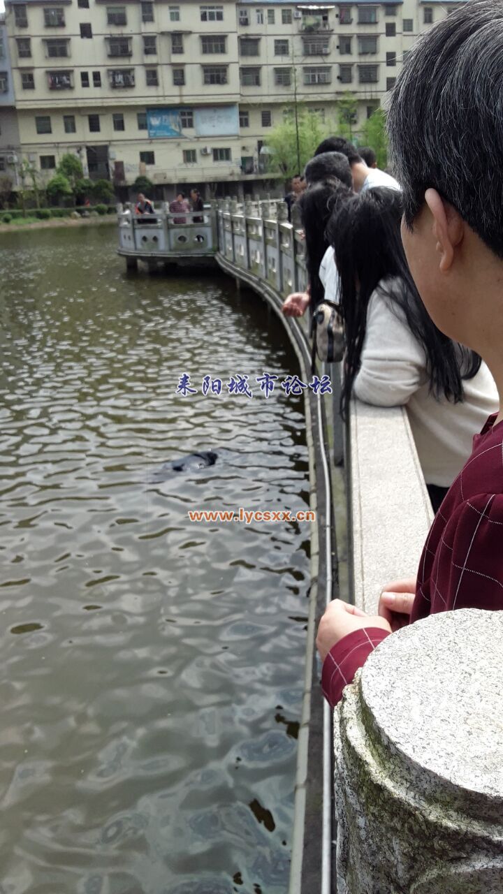 QQͼƬ20170406141906.jpg