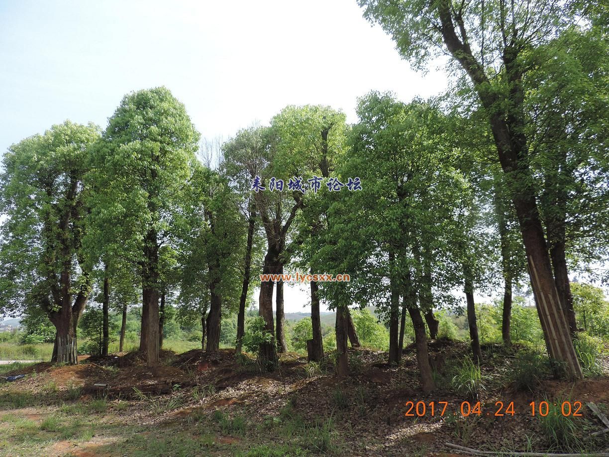 DSCN8245.JPG