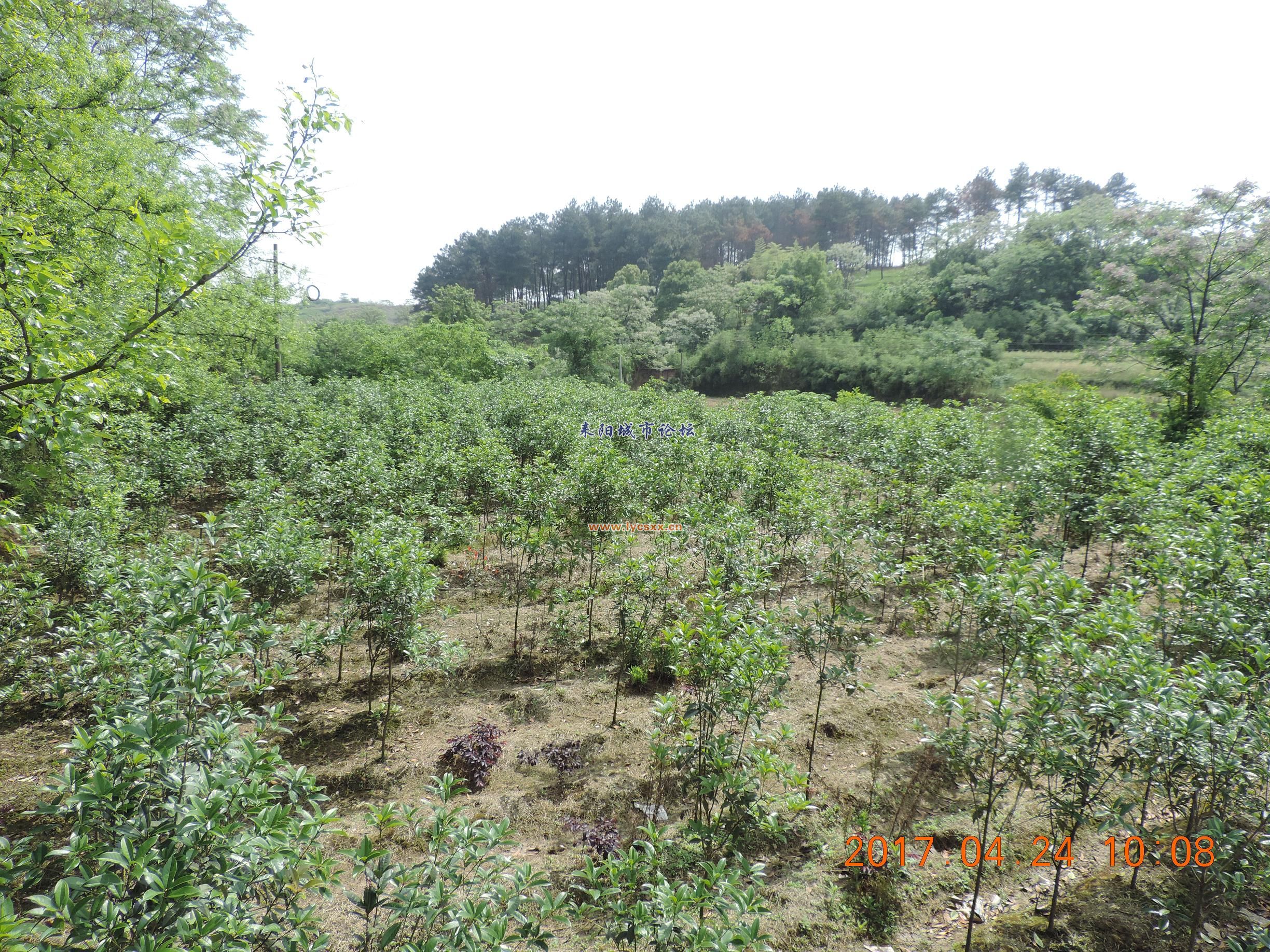 DSCN8246.JPG