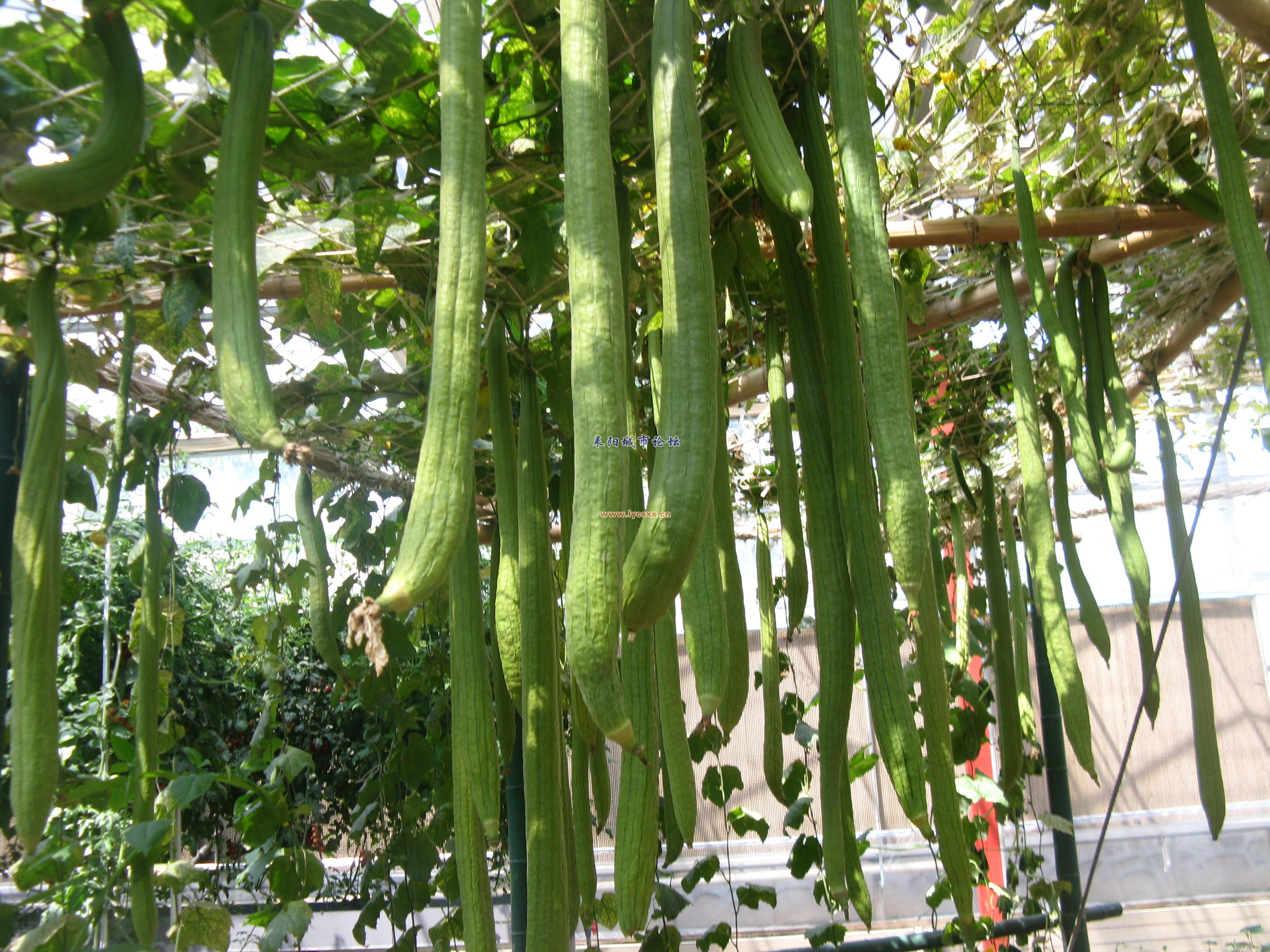 ൺƬ 287.jpg