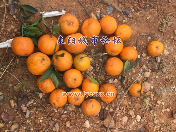 5.png