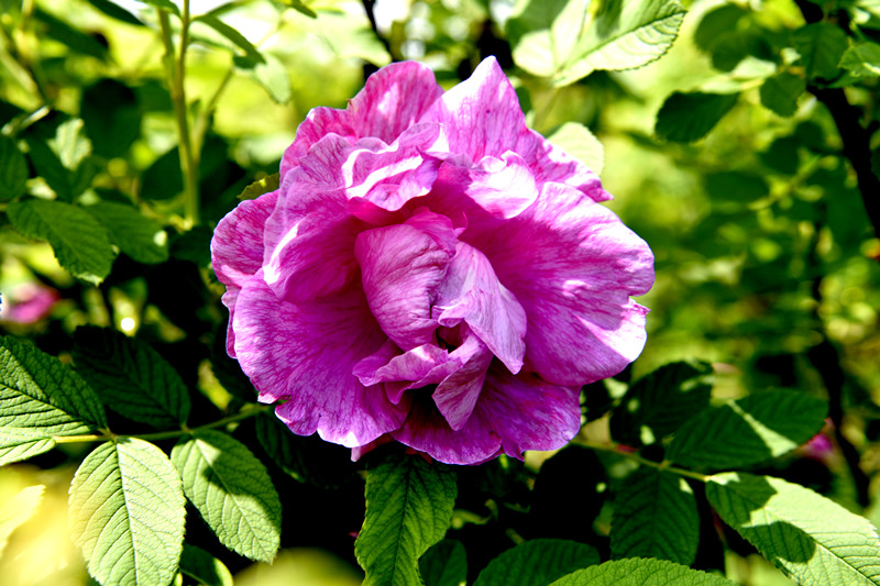_DSC5390_.jpg