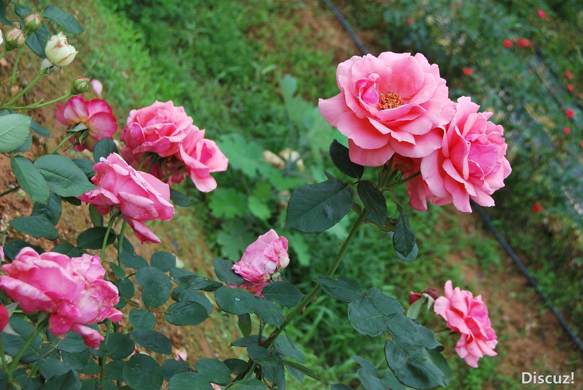 DSC_7480 - .JPG