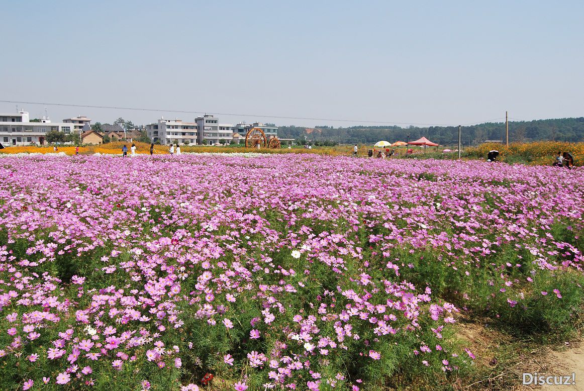 DSC_4867 - .JPG