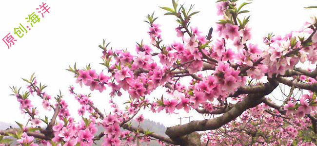 梅花.gif