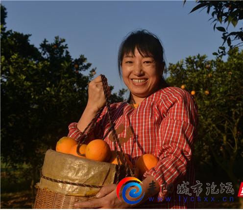 11月10日,素有“柑桔之乡”美誉的衡东县草市镇白茅洲迎来了脐橙丰收的季节 11月10日,素有“柑桔之乡”美誉的衡东县草市镇白茅洲迎来了脐橙丰收的季节