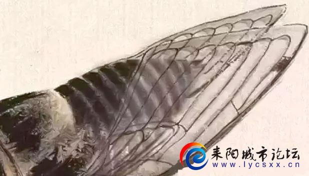 t01e4e0fdf129a39ecd.webp.jpg