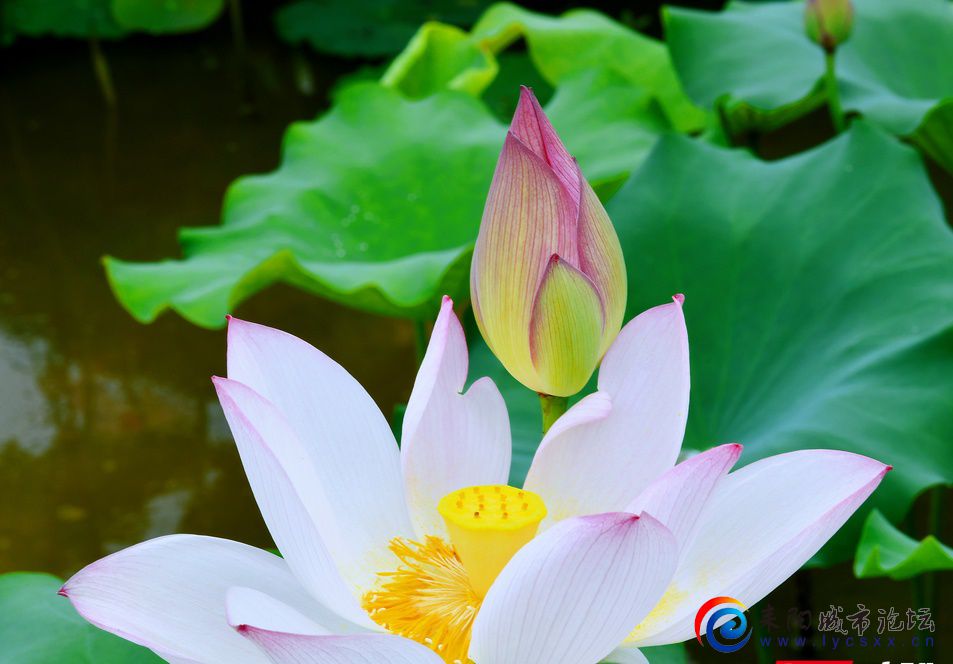 E3D428F1FCBBBF908CE79273D794ABE251EE1DA9_size253_w960_h740.jpg