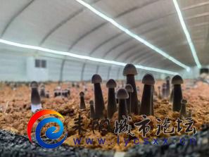 mmexport9b16e5beca29b6ac97dae0c12f73e97e_1717462197776.jpeg